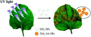 Graphical abstract: A facile colorimetric assay for determination of salicylic acid in tobacco leaves using titanium dioxide nanoparticles