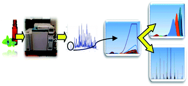 Graphical abstract: Thorough analysis of Iranian spearmint essential oil: combination of chemometrics and gas chromatography-mass spectrometry