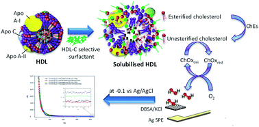 Graphical abstract: A biosensor for the determination of high density lipoprotein cholesterol employing combined surfactant-derived selectivity and sensitivity enhancements