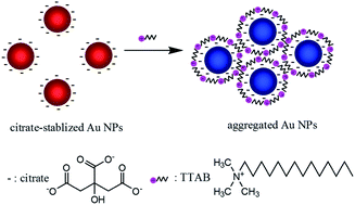 Graphical abstract: Colorimetric detection of quaternary ammonium surfactants using citrate-stabilized gold nanoparticles (Au NPs)