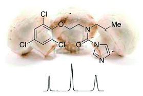 Graphical abstract: Rapid and sensitive determination of the prochloraz residues in the cultivated mushroom, Agaricus bisporus (Lange) Imbach