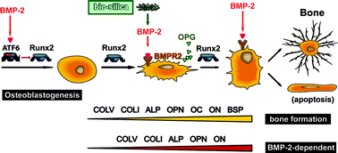 Graphical abstract: Silica as a morphogenetically active inorganic polymer