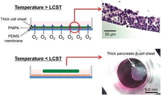 Graphical abstract: Formation and harvesting of thick pancreatic β-cell sheets on a highly O2-permeable plate modified with poly(N-isopropylacrylamide)