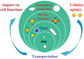 Graphical abstract: Influence of structure and properties of colloidal biomaterials on cellular uptake and cell functions