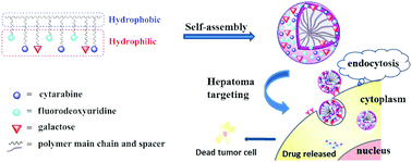 Graphical abstract: Synthesis, characterization, and in vitro evaluation of two synergistic anticancer drug-containing hepatoma-targeting micelles formed from amphiphilic random copolymer