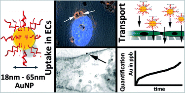 Graphical abstract: Uptake of poly(2-hydroxypropylmethacrylamide)-coated gold nanoparticles in microvascular endothelial cells and transport across the blood–brain barrier