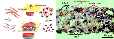 Graphical abstract: Surface-modified magnetic human cells for scaffold-free tissue engineering