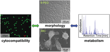 Graphical abstract: Cell phenotypic changes of mouse connective tissue fibroblasts (L-929) to poly(ethylene glycol)-based gels