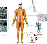 Graphical abstract: Applications of nanostructured calcium phosphate in tissue engineering
