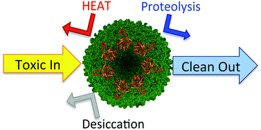 Graphical abstract: Stabilizing viral nano-reactors for nerve-agent degradation