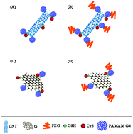 Graphical abstract: Structure effect of carbon nanovectors in regulation of cellular responses