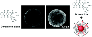 Graphical abstract: The composition and end-group functionality of sterically stabilized nanoparticles enhances the effectiveness of co-administered cytotoxins