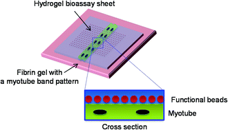 Graphical abstract: Hydrogel-based bioassay sheets for in vitro evaluation of contraction-dependent metabolic regulation in skeletal muscle cells