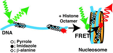 Graphical abstract: Construction and characterization of Cy3- or Cy5-conjugated hairpin pyrrole–imidazole polyamides binding to DNA in the nucleosome