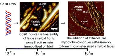Graphical abstract: Genetically encoded self-assembly of large amyloid fibers