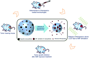 Graphical abstract: Biocompatibility, biodistribution and efficacy of magnetic nanohydrogels in inhibiting growth of tumors in experimental mice models