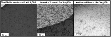 Graphical abstract: Alanine-rich amphiphilic peptide containing the RGD cell adhesion motif: a coating material for human fibroblast attachment and culture