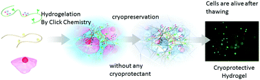 Graphical abstract: Hydrogelation of dextran-based polyampholytes with cryoprotective properties via click chemistry