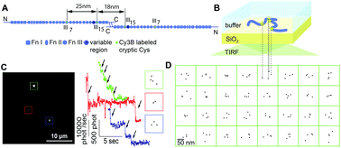 Graphical abstract: Conformational distribution of surface-adsorbed fibronectin molecules explored by single molecule localization microscopy