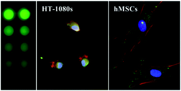 Graphical abstract: Biomaterial arrays with defined adhesion ligand densities and matrix stiffness identify distinct phenotypes for tumorigenic and non-tumorigenic human mesenchymal cell types