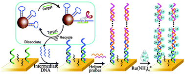 Graphical abstract: A new hybrid signal amplification strategy for ultrasensitive electrochemical detection of DNA based on enzyme-assisted target recycling and DNA supersandwich assemblies