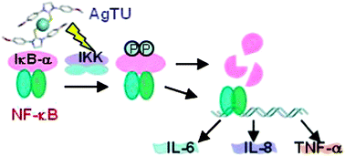 Graphical abstract: A silver complex of N,N′-disubstituted cyclic thiourea as an anti-inflammatory inhibitor of IκB kinase