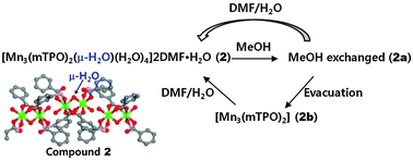 Graphical abstract: Reversible structural transformation and selective gas adsorption in a unique aqua-bridged Mn(ii) metal–organic framework