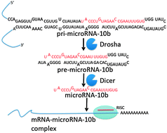 Graphical abstract: Two-dimensional combinatorial screening enables the bottom-up design of a microRNA-10b inhibitor