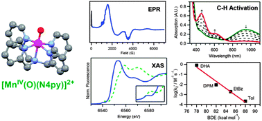 Graphical abstract: Spectroscopic properties and reactivity of a mononuclear oxomanganese(iv) complex