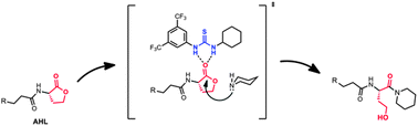 Graphical abstract: Thiourea-catalyzed aminolysis of N-acyl homoserine lactones