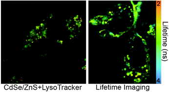 Graphical abstract: Uptake and processing of semiconductor quantum dots in living cells studied by fluorescence lifetime imaging microscopy (FLIM)