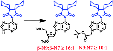 Graphical abstract: 2,3-Dicyclohexylsuccinimide as a directing/protecting group for the regioselective glycosylation or alkylation of purines