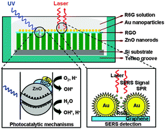 Graphical abstract: Bi-functional ZnO–RGO–Au substrate: photocatalysts for degrading pollutants and SERS substrates for real-time monitoring