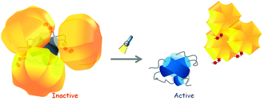 Graphical abstract: Sterically bulky caging for light-inducible protein activation