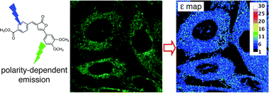 Graphical abstract: Imaging the static dielectric constant in vitro and in living cells by a bioconjugable GFP chromophore analog