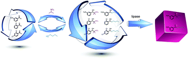 Graphical abstract: Double parallel dynamic resolution through lipase-catalyzed asymmetric transformation