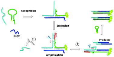 Graphical abstract: Isothermal amplification system based on template-dependent extension