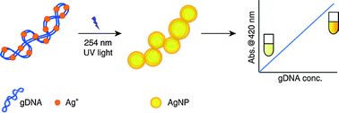 Graphical abstract: Direct detection of unamplified genomic DNA based on photo-induced silver ion reduction by DNA molecules