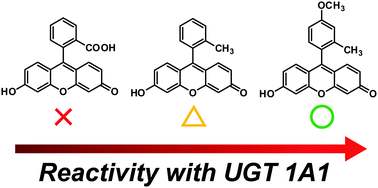 Graphical abstract: TokyoGreen derivatives as specific and practical fluorescent probes for UDP-glucuronosyltransferase (UGT) 1A1