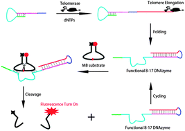 Graphical abstract: Highly sensitive detection of telomerase based on a DNAzyme strategy