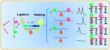 Graphical abstract: Simultaneous profiling of multiple gene-methylation loci by electrochemical methylation-specific ligase detection reaction