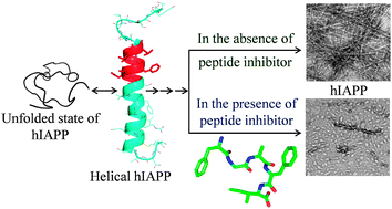 Graphical abstract: Conformationally restricted short peptides inhibit human islet amyloid polypeptide (hIAPP) fibrillization