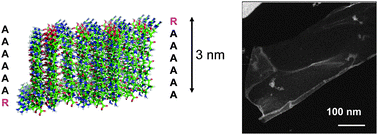 Graphical abstract: Self-assembled arginine-coated peptide nanosheets in water