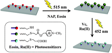 Graphical abstract: Surface charge inversion of self-assembled monolayers by visible light irradiation: cargo loading and release by photoreactions