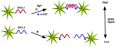 Graphical abstract: A SERS active gold nanostar dimer for mercury ion detection