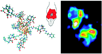 Graphical abstract: In vivo evidence of the targeting of cartilaginous tissue by pyridinium functionalized nanoparticles