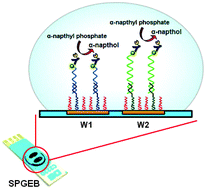 Graphical abstract: Multiplex electrochemical genosensor for identifying toxigenic Vibrio cholerae serogroups O1 and O139