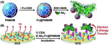 Graphical abstract: A ferrocenyl-terminated dendrimer as an efficient quencher via electron and energy transfer for cathodic electrochemiluminescent bioanalysis