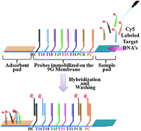 Graphical abstract: A new platform for a convenient genotyping system