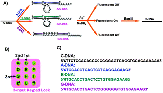 Graphical abstract: DNA-templated Ag nanoclusters as signal transducers for a label-free and resettable keypad lock